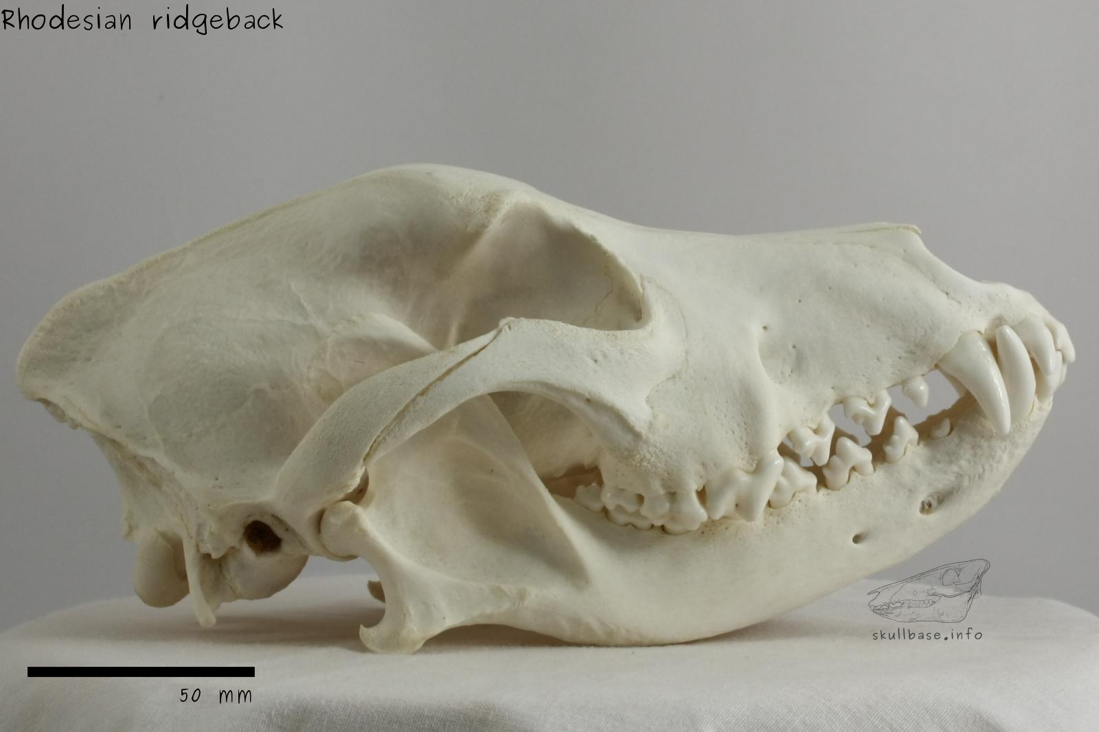 Rhodesian ridgeback (Canis lupus familiaris) skull lateral view