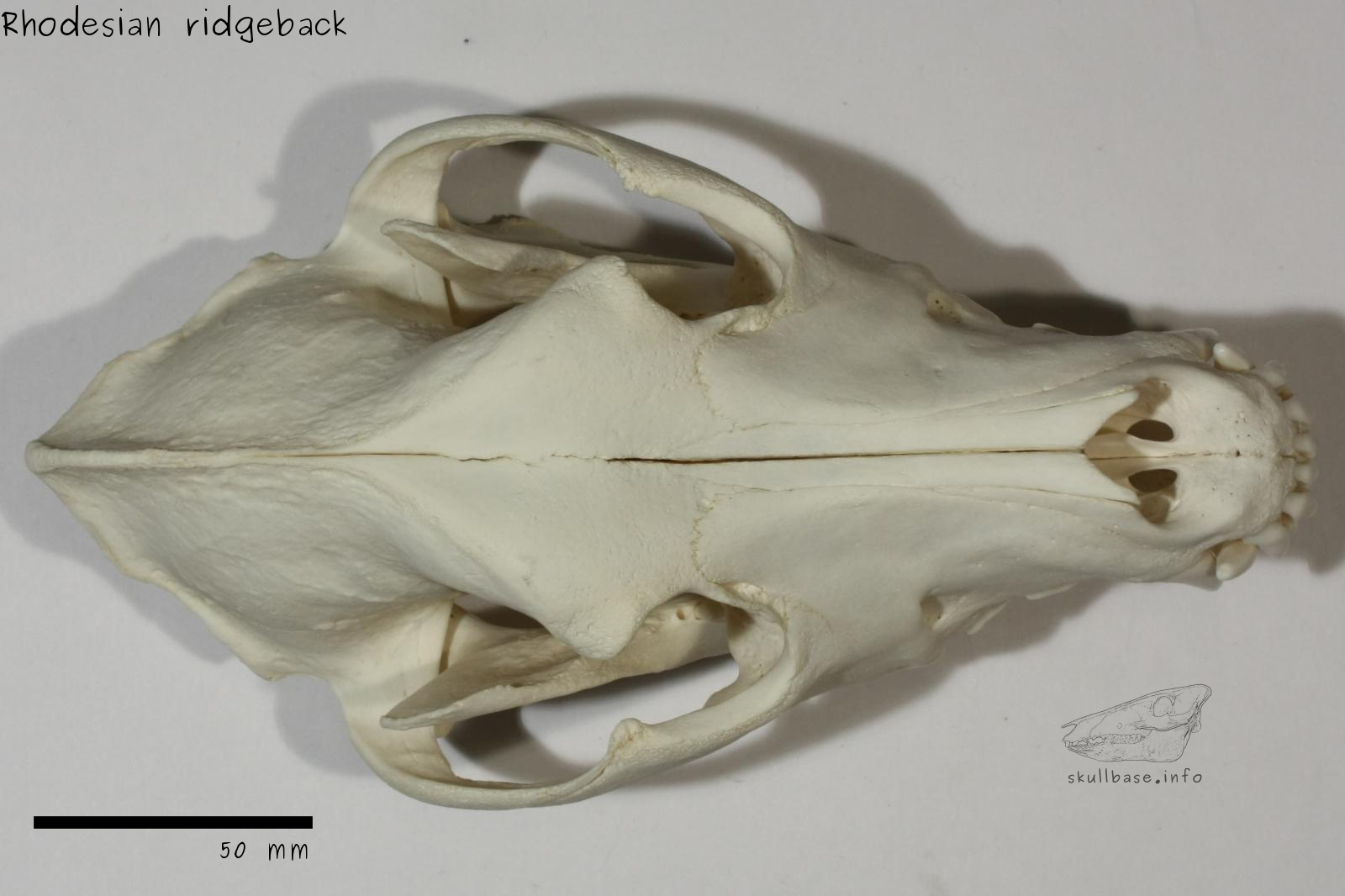 Rhodesian ridgeback (Canis lupus familiaris) skull dorsal view
