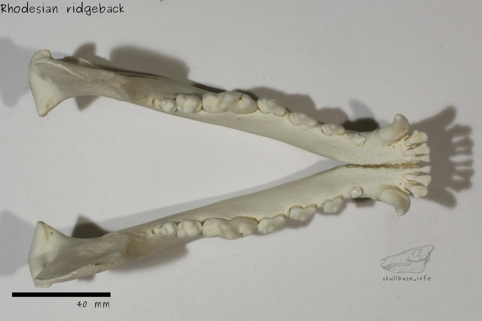 Rhodesian ridgeback (Canis lupus familiaris) jaw