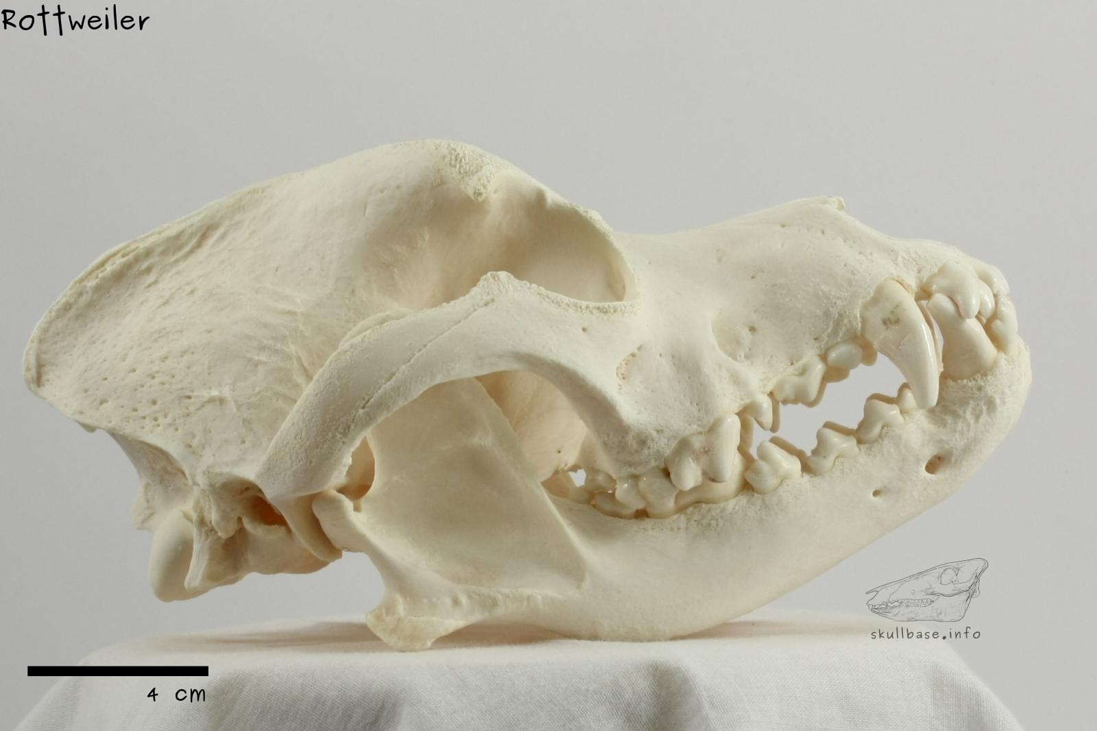 Rottweiler (Canis lupus familiaris) skull lateral view
