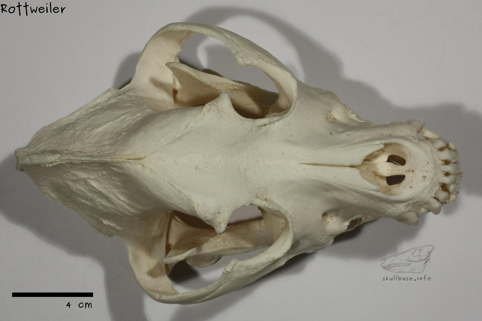Rottweiler (Canis lupus familiaris) skull dorsal view