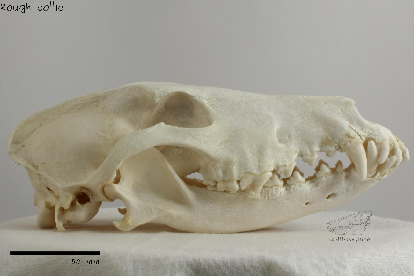Rough collie (Canis lupus familiaris) skull lateral view