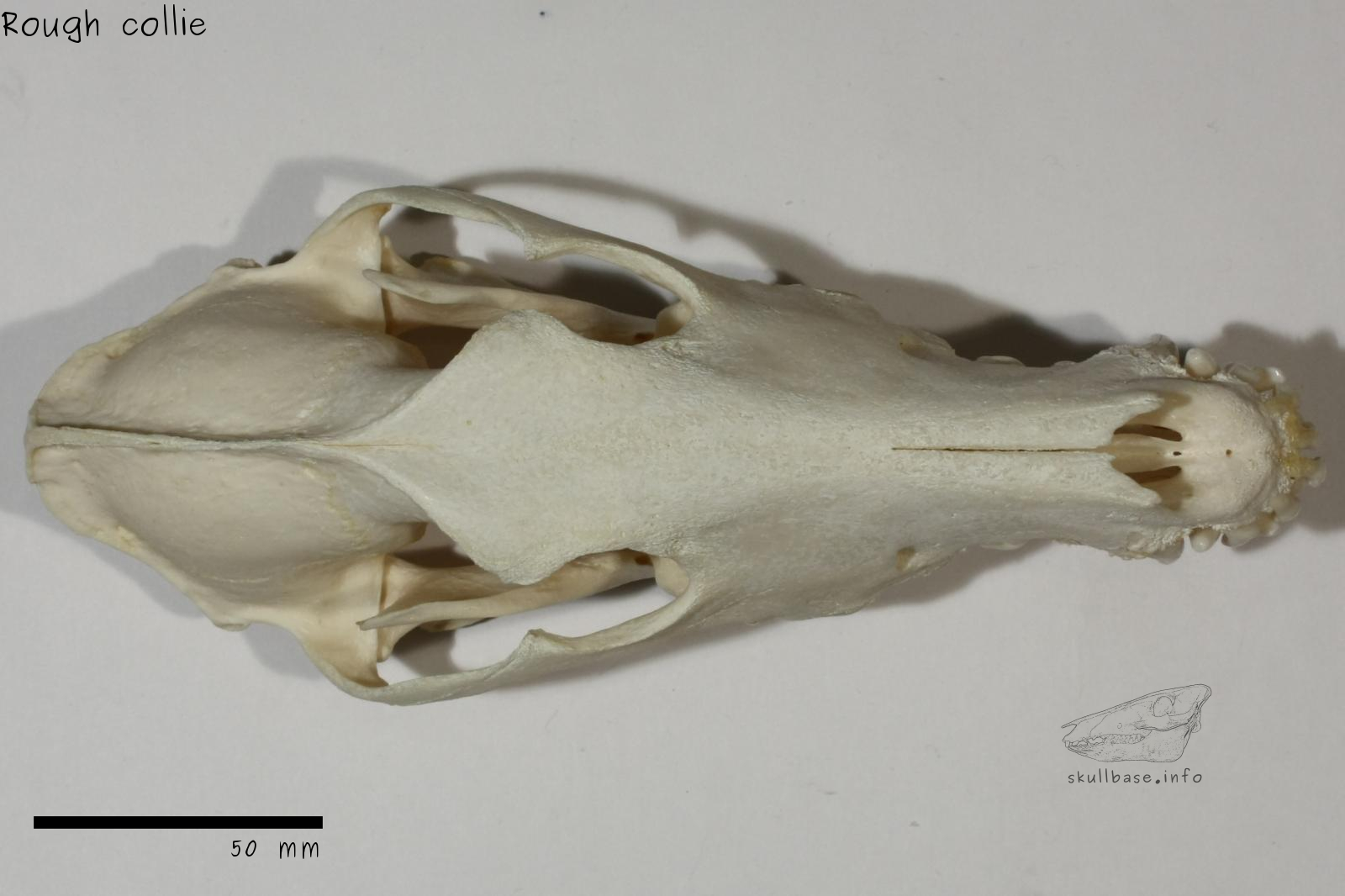 Rough collie (Canis lupus familiaris) skull dorsal view
