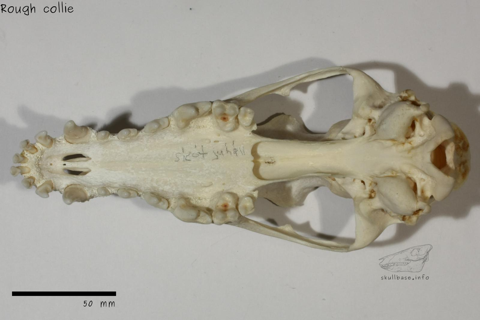 Rough collie (Canis lupus familiaris) skull ventral view