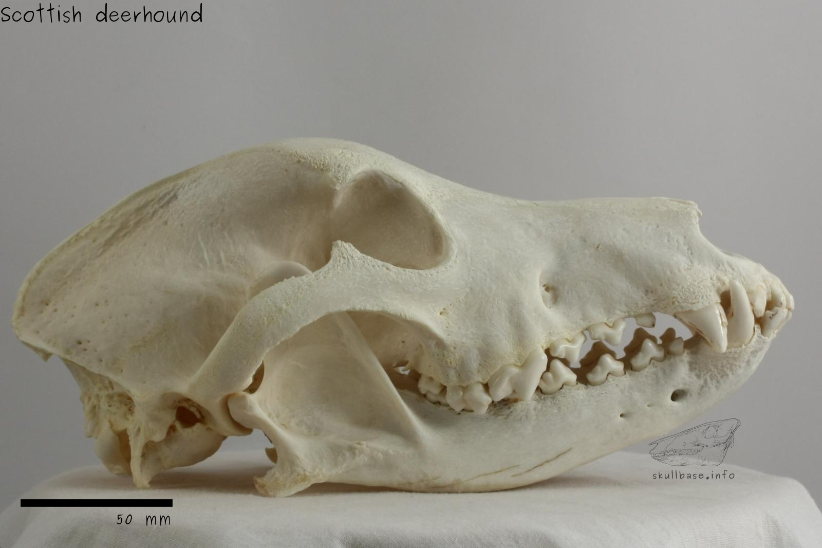 Scottish deerhound (Canis lupus familiaris) skull lateral view