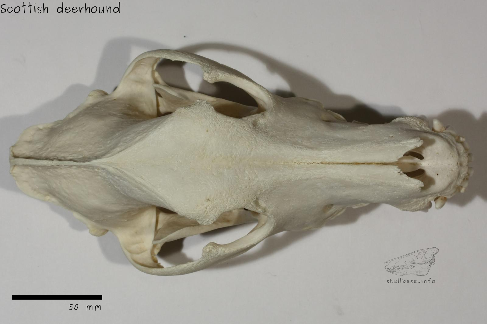Scottish deerhound (Canis lupus familiaris) skull dorsal view