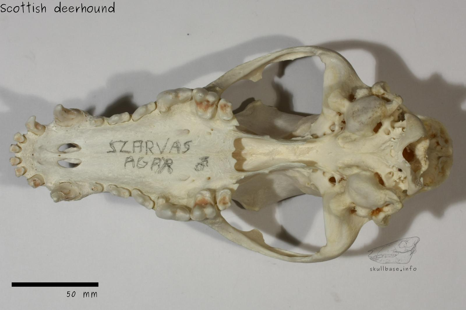 Scottish deerhound (Canis lupus familiaris) skull ventral view