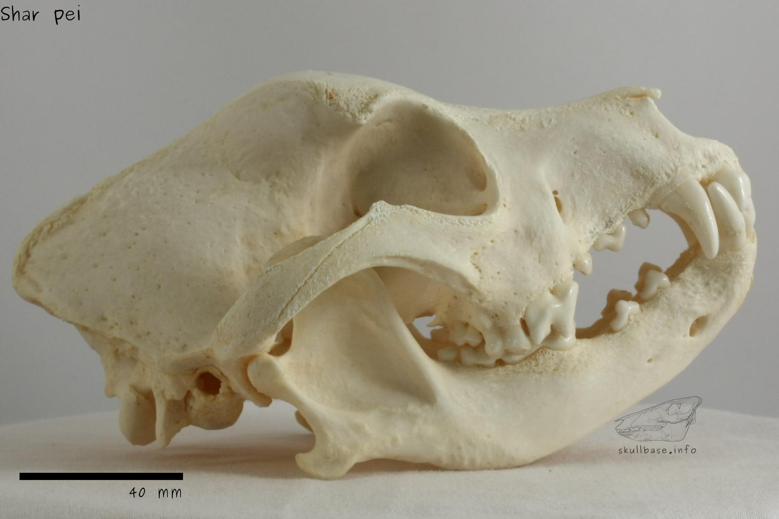 Shar pei (Canis lupus familiaris) skull lateral view