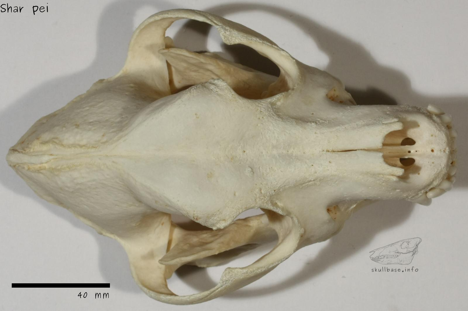 Shar pei (Canis lupus familiaris) skull dorsal view