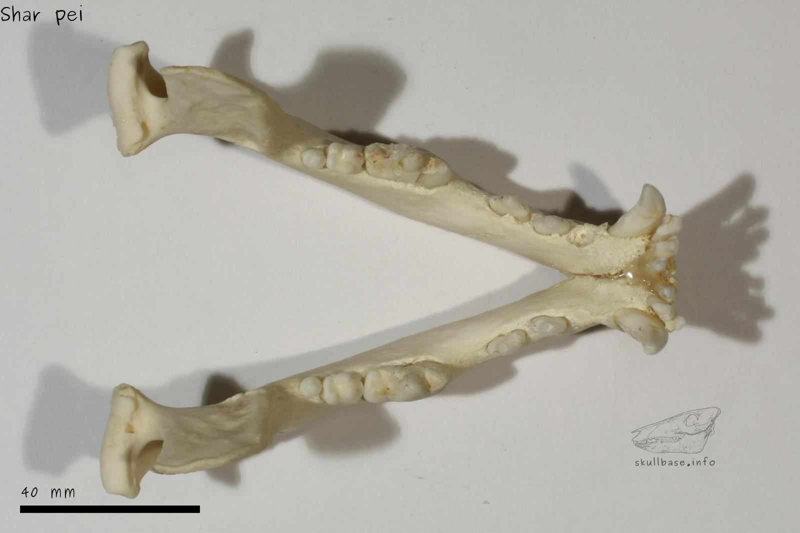 Shar pei (Canis lupus familiaris) jaw