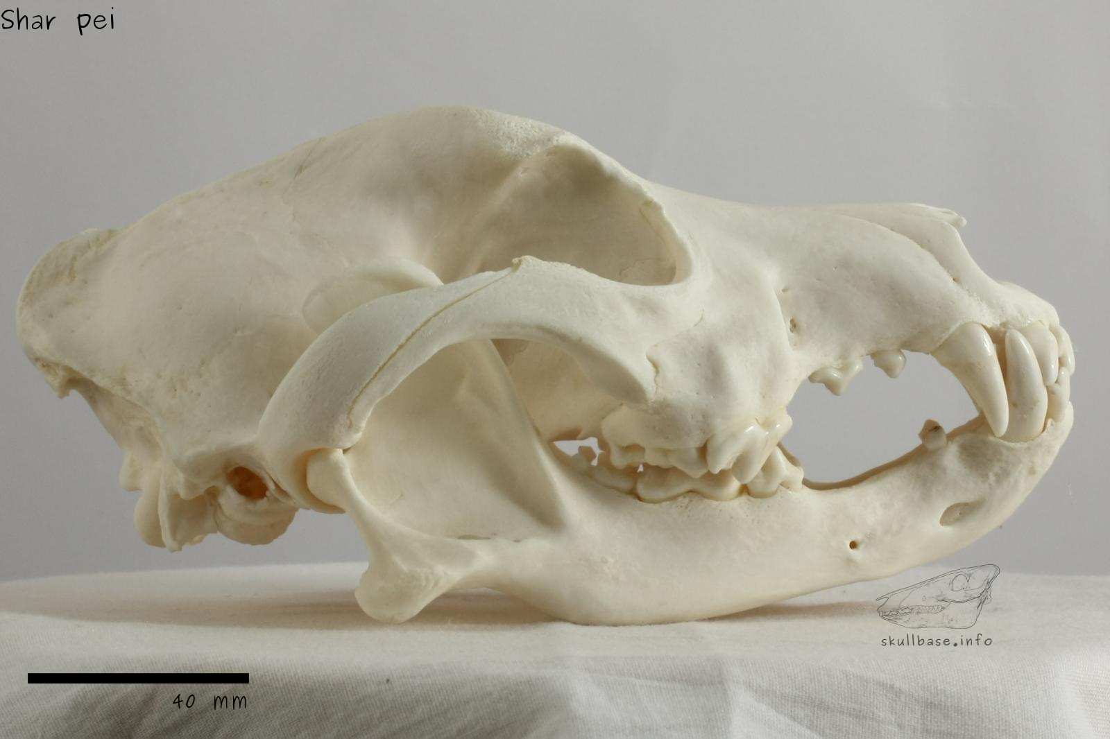 Shar pei (Canis lupus familiaris) skull lateral view