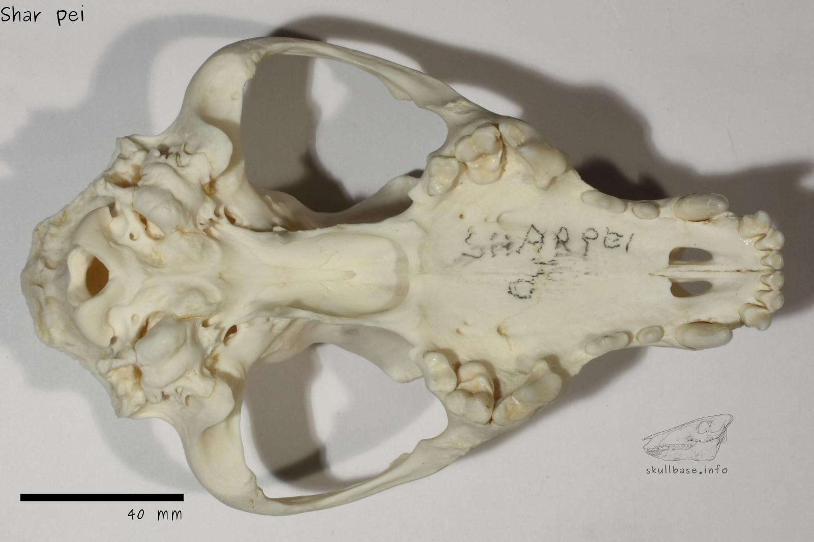 Shar pei (Canis lupus familiaris) skull ventral view