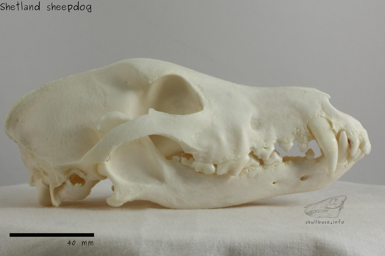 Shetland sheepdog (Canis lupus familiaris) skull lateral view