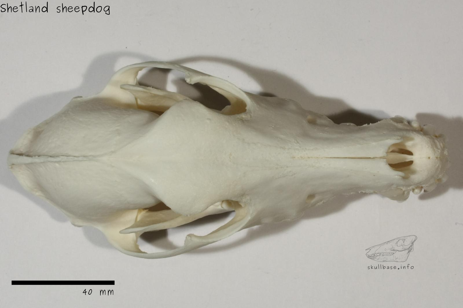 Shetland sheepdog (Canis lupus familiaris) skull dorsal view
