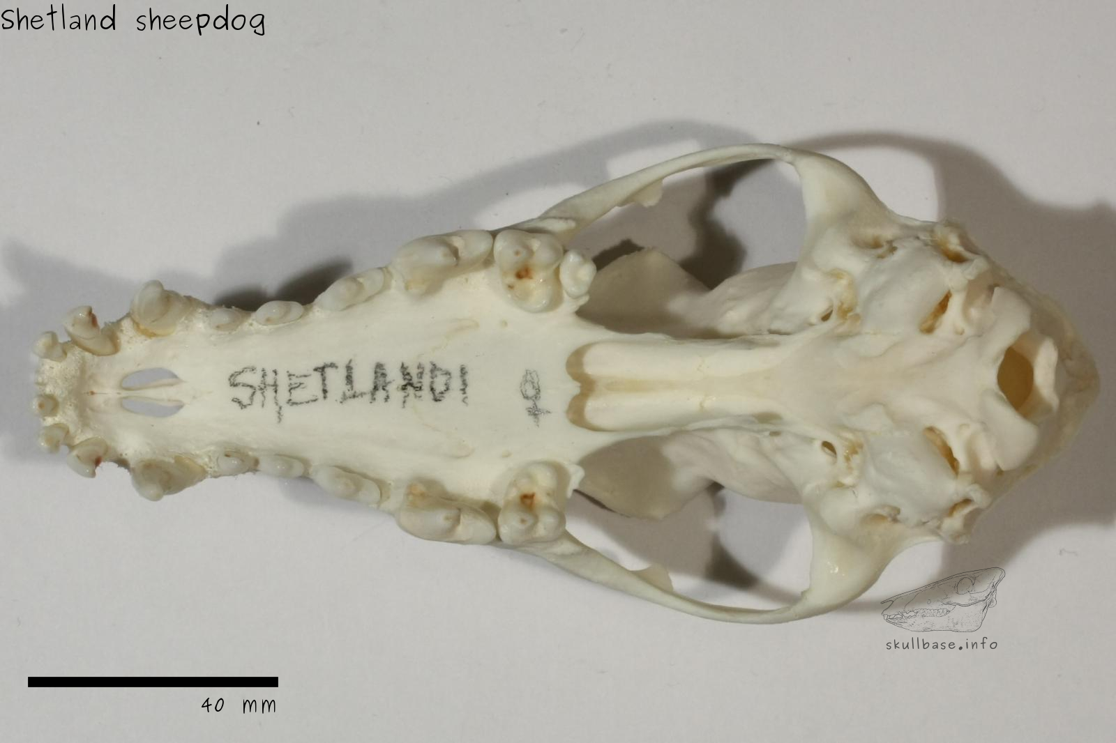 Shetland sheepdog (Canis lupus familiaris) skull ventral view