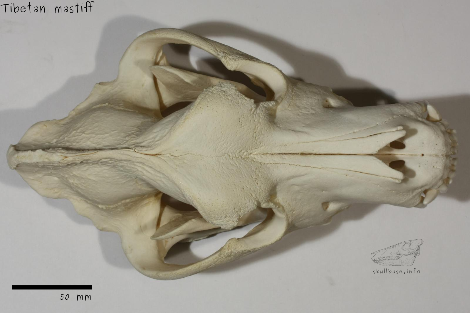 Tibetan mastiff (Canis lupus familiaris) skull dorsal view