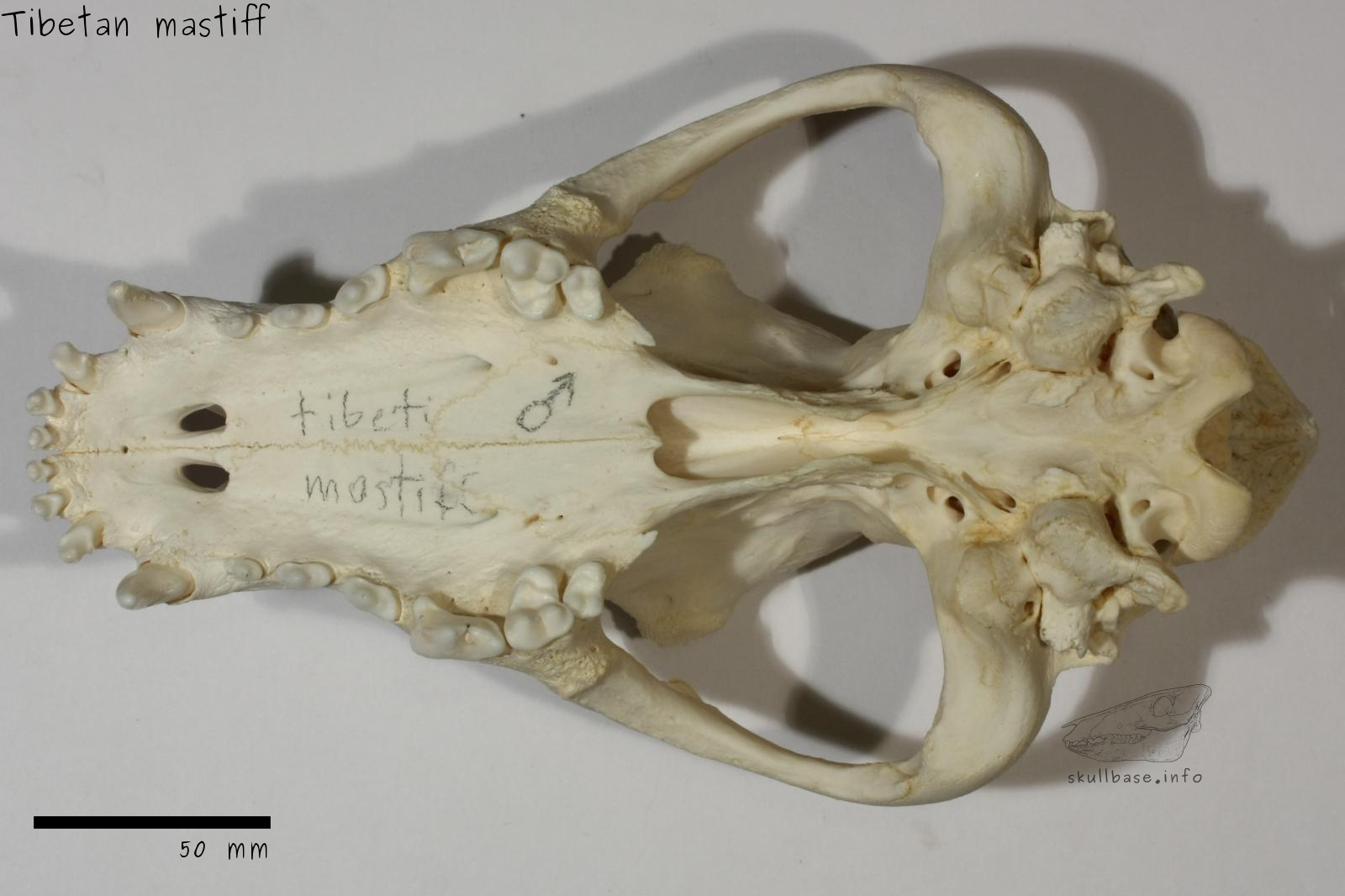 Tibetan mastiff (Canis lupus familiaris) skull ventral view