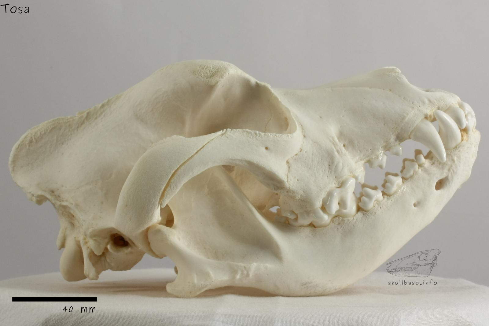 Tosa (Canis lupus familiaris) skull lateral view