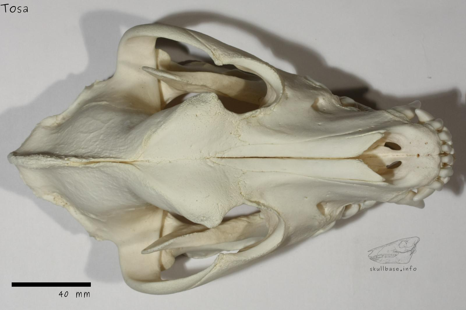 Tosa (Canis lupus familiaris) skull dorsal view