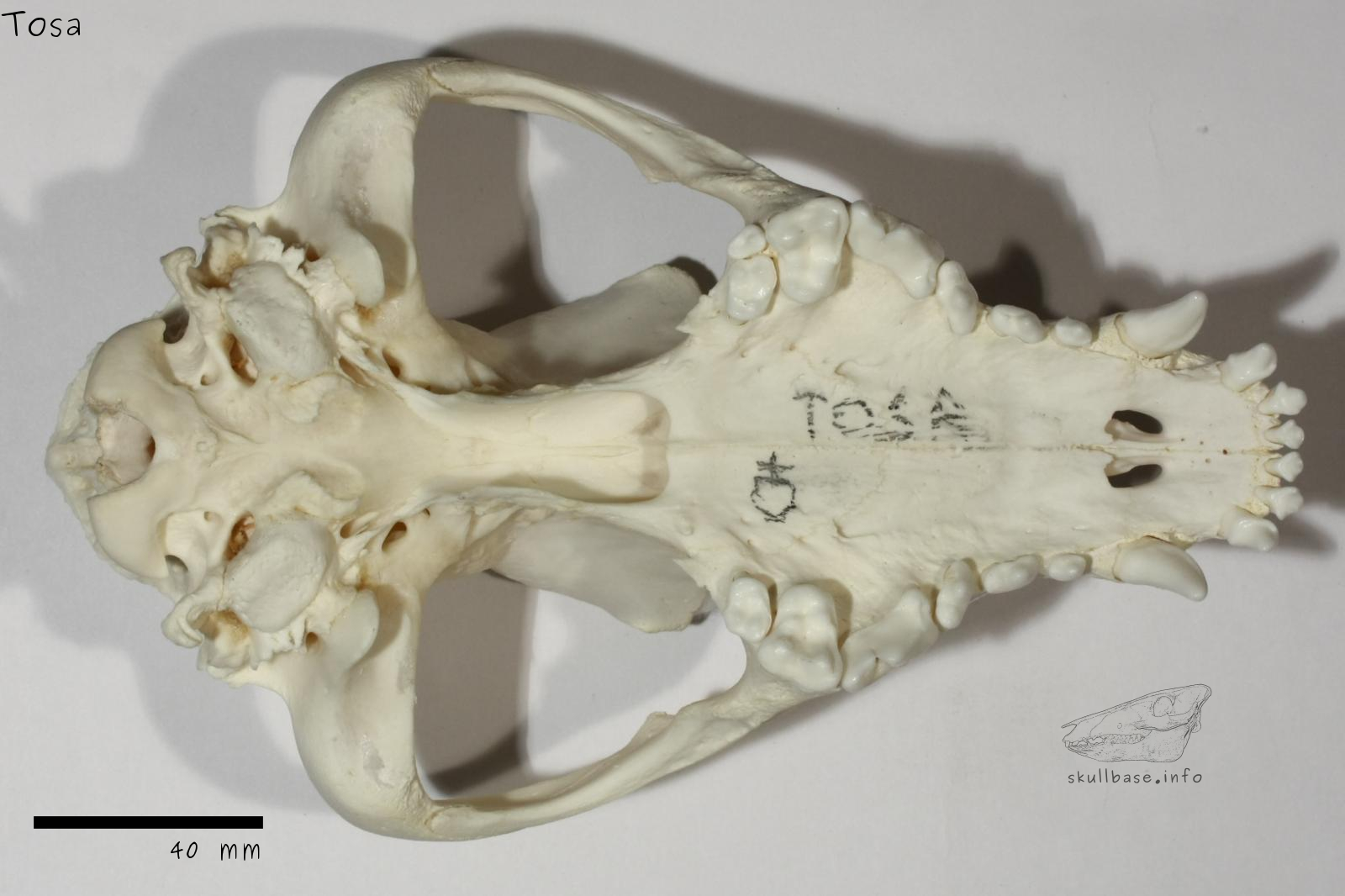 Tosa (Canis lupus familiaris) skull ventral view