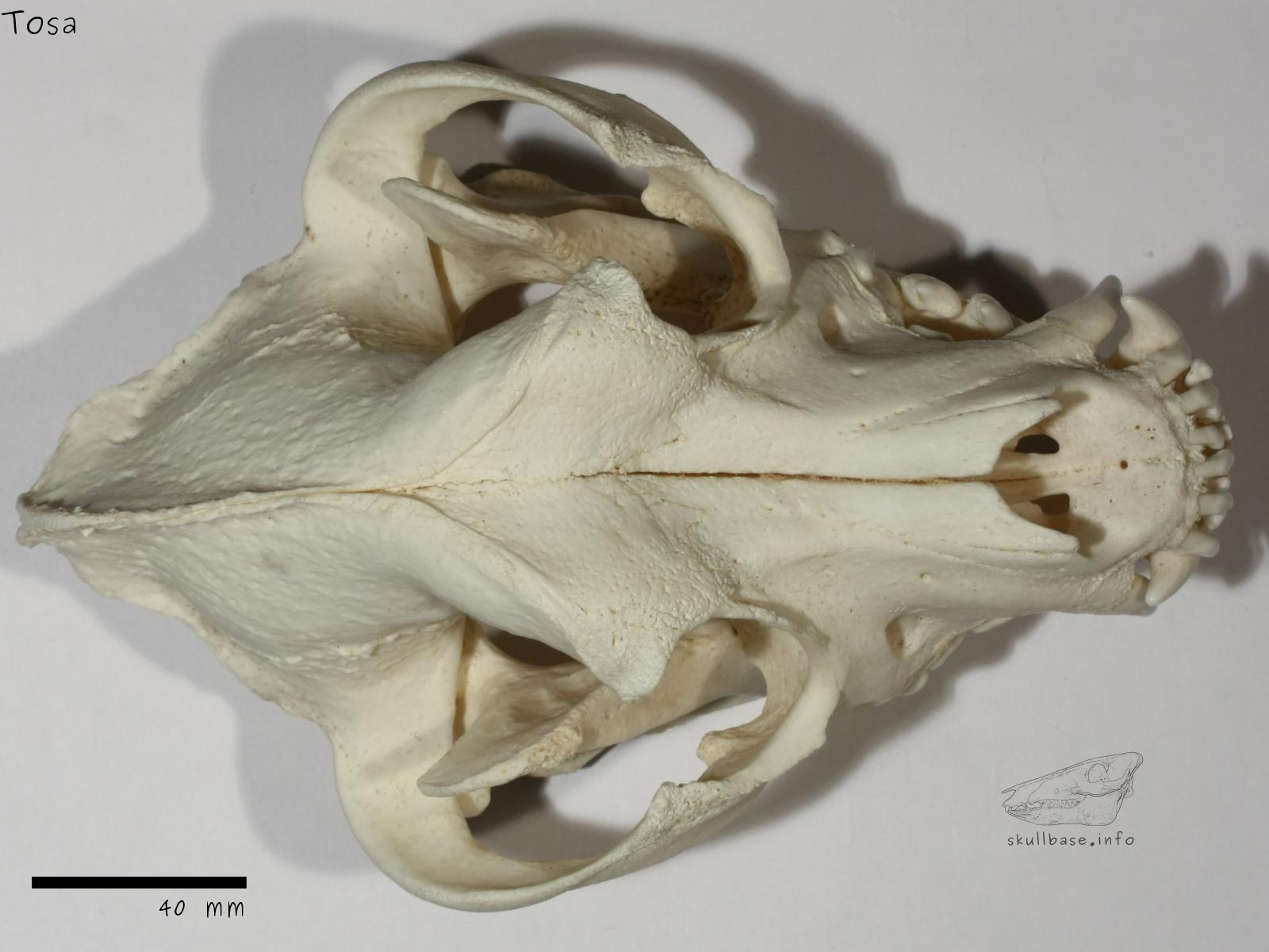 Tosa (Canis lupus familiaris) skull dorsal view