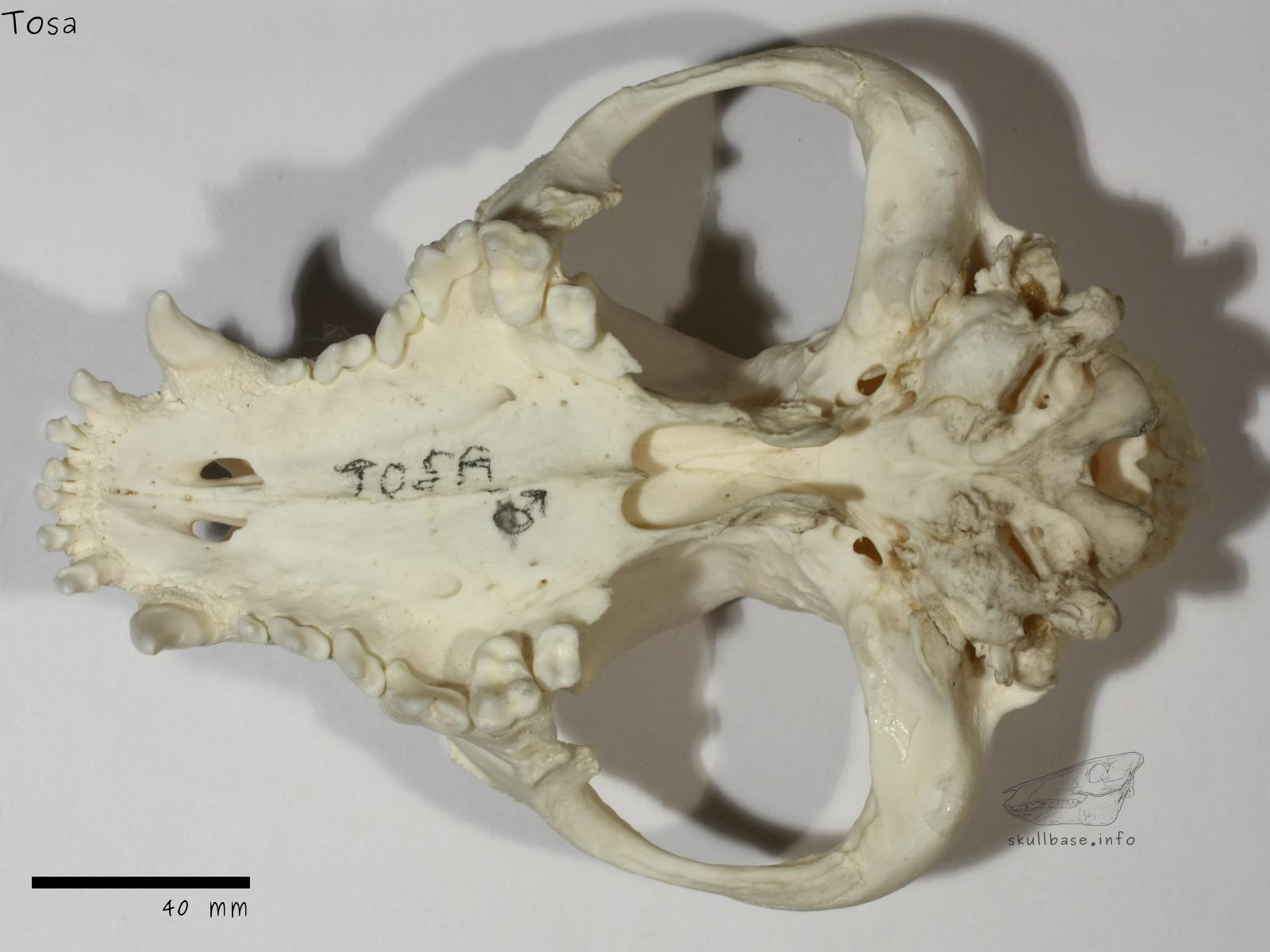 Tosa (Canis lupus familiaris) skull ventral view