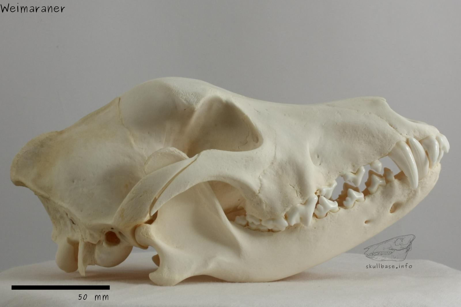 Weimaraner (Canis lupus familiaris) skull lateral view