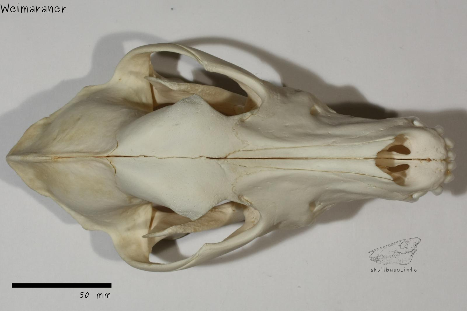 Weimaraner (Canis lupus familiaris) skull dorsal view