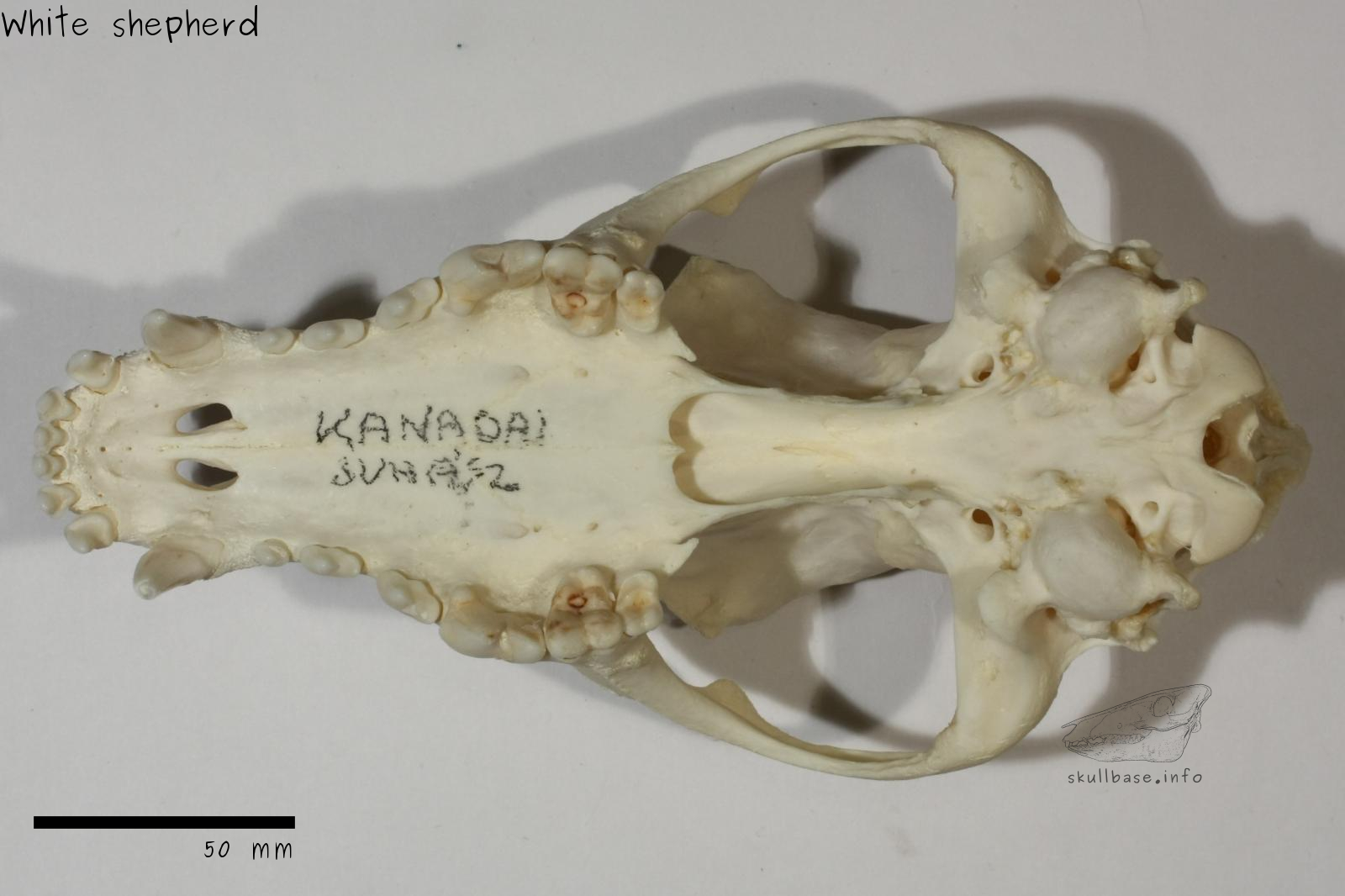 White shepherd (Canis lupus familiaris) skull ventral view