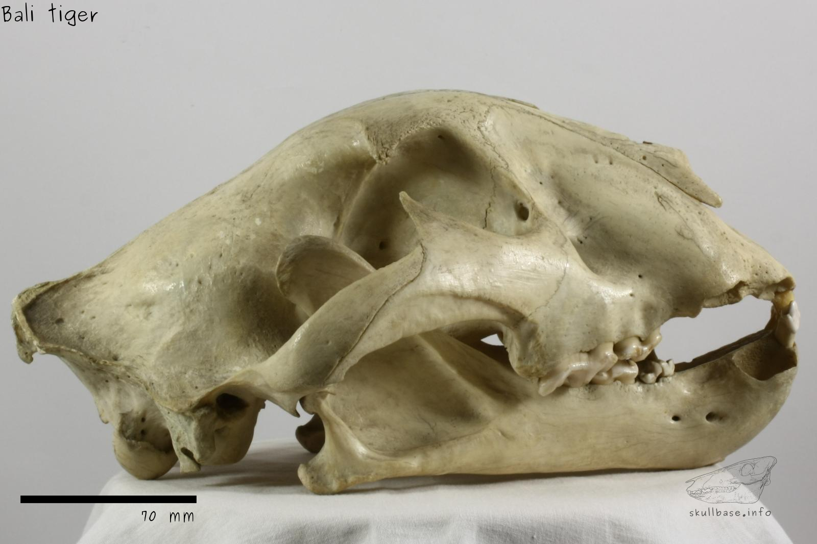 Bali tiger (Panthera tigris sondaica) skull lateral view