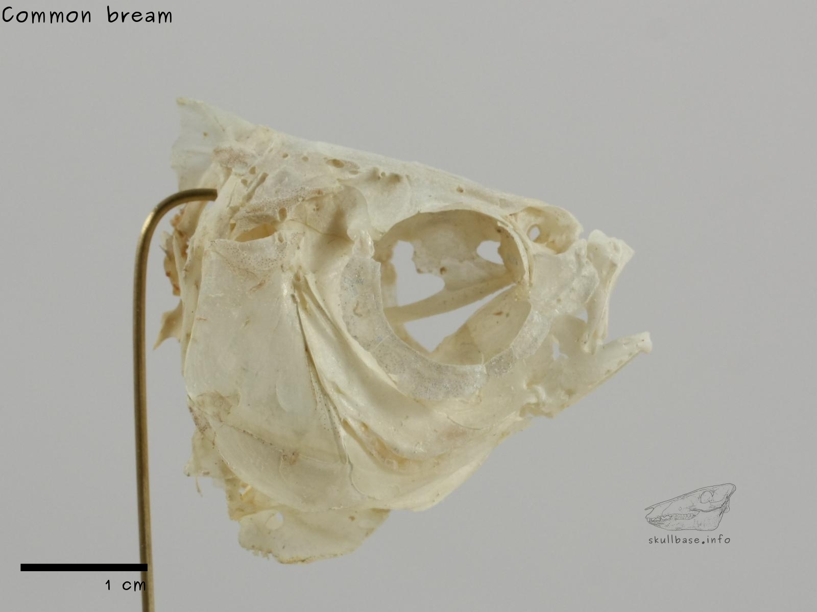 Common bream (Abramis brama) skull lateral view