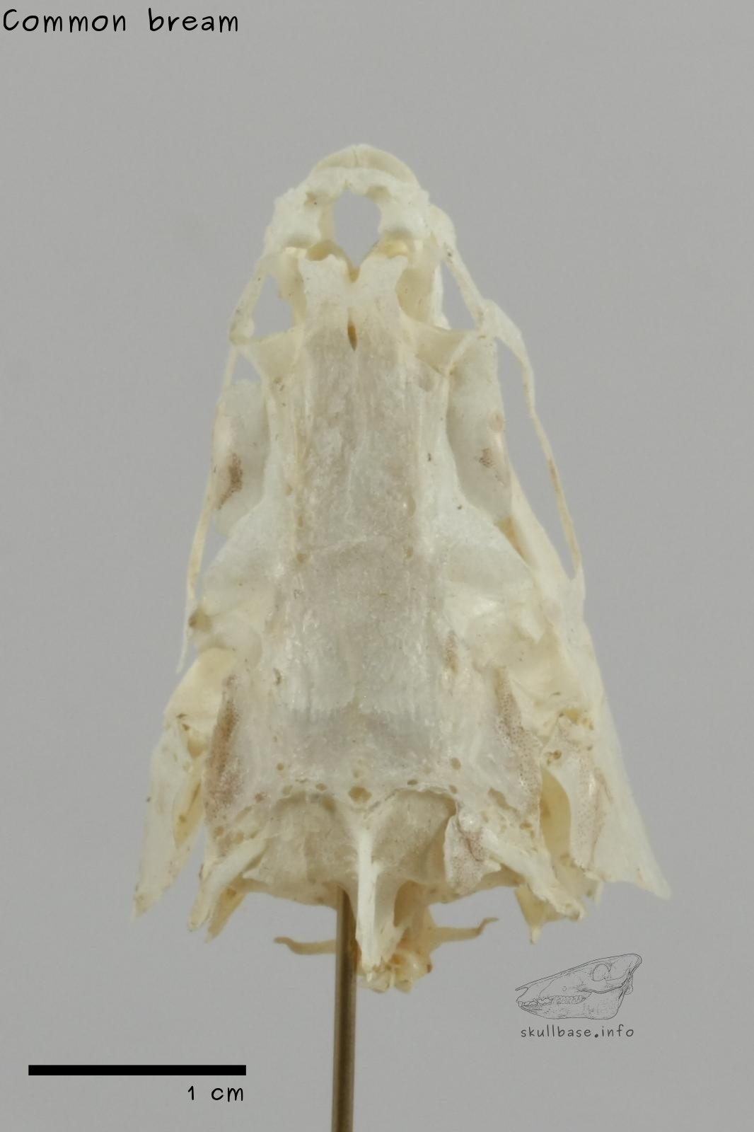 Common bream (Abramis brama) skull dorsal view