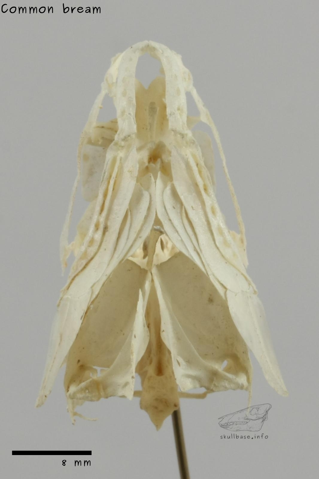 Common bream (Abramis brama) skull ventral view