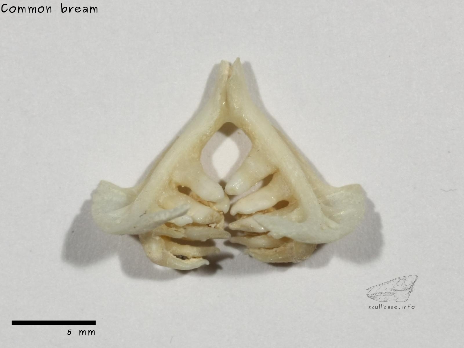 Common bream (Abramis brama) pharyngeal teeth