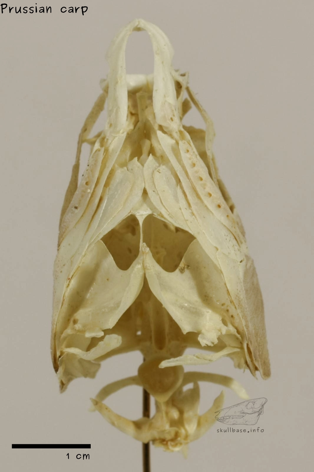 Prussian carp (Carassius gibelio) skull dorsal view