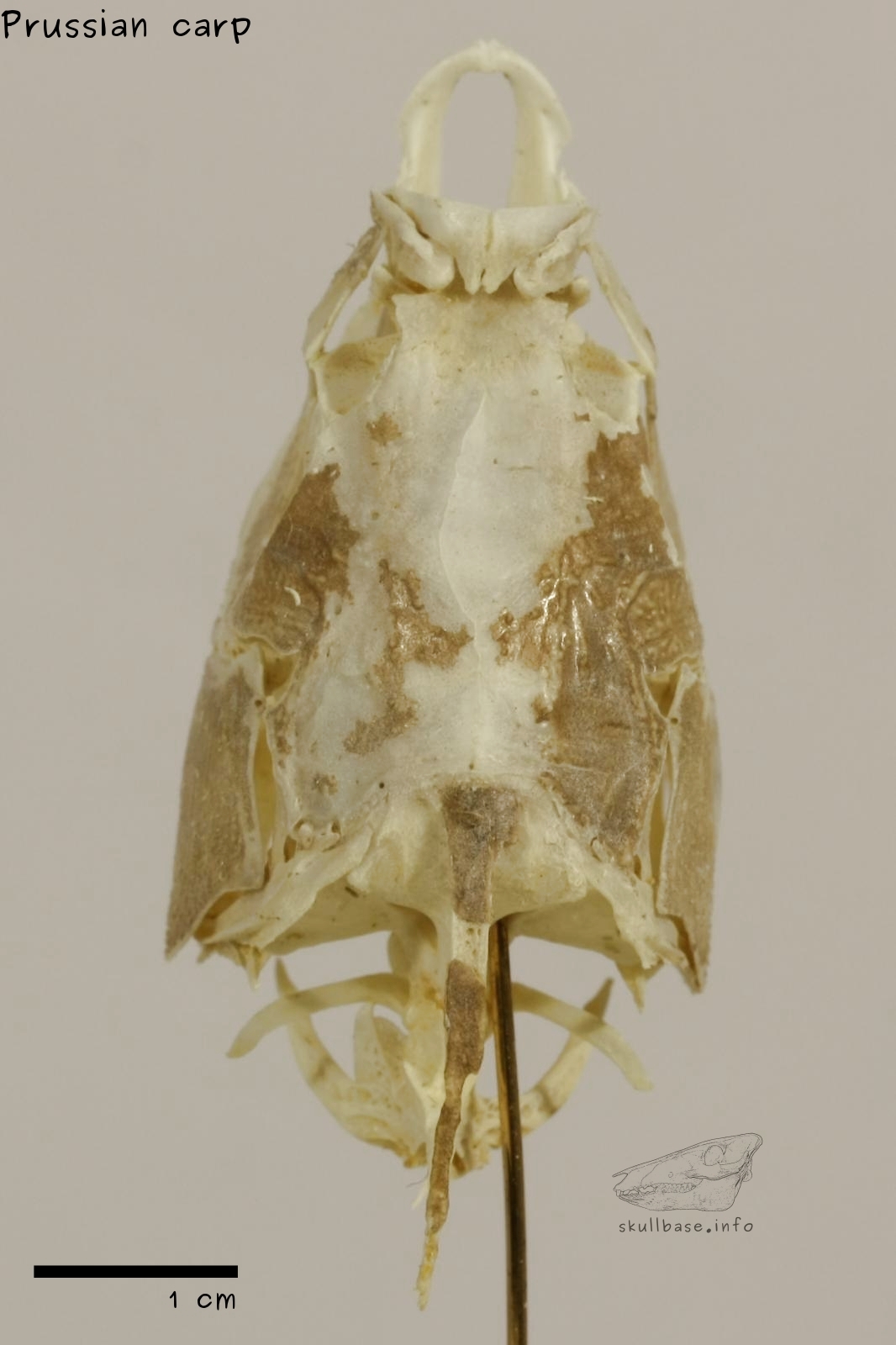 Prussian carp (Carassius gibelio) skull ventral view