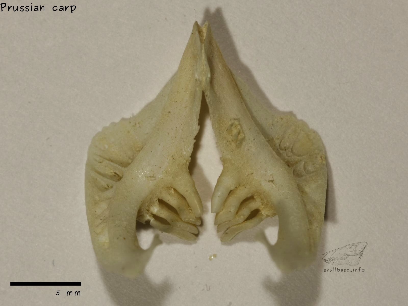 Prussian carp (Carassius gibelio) pharyngeal teeth