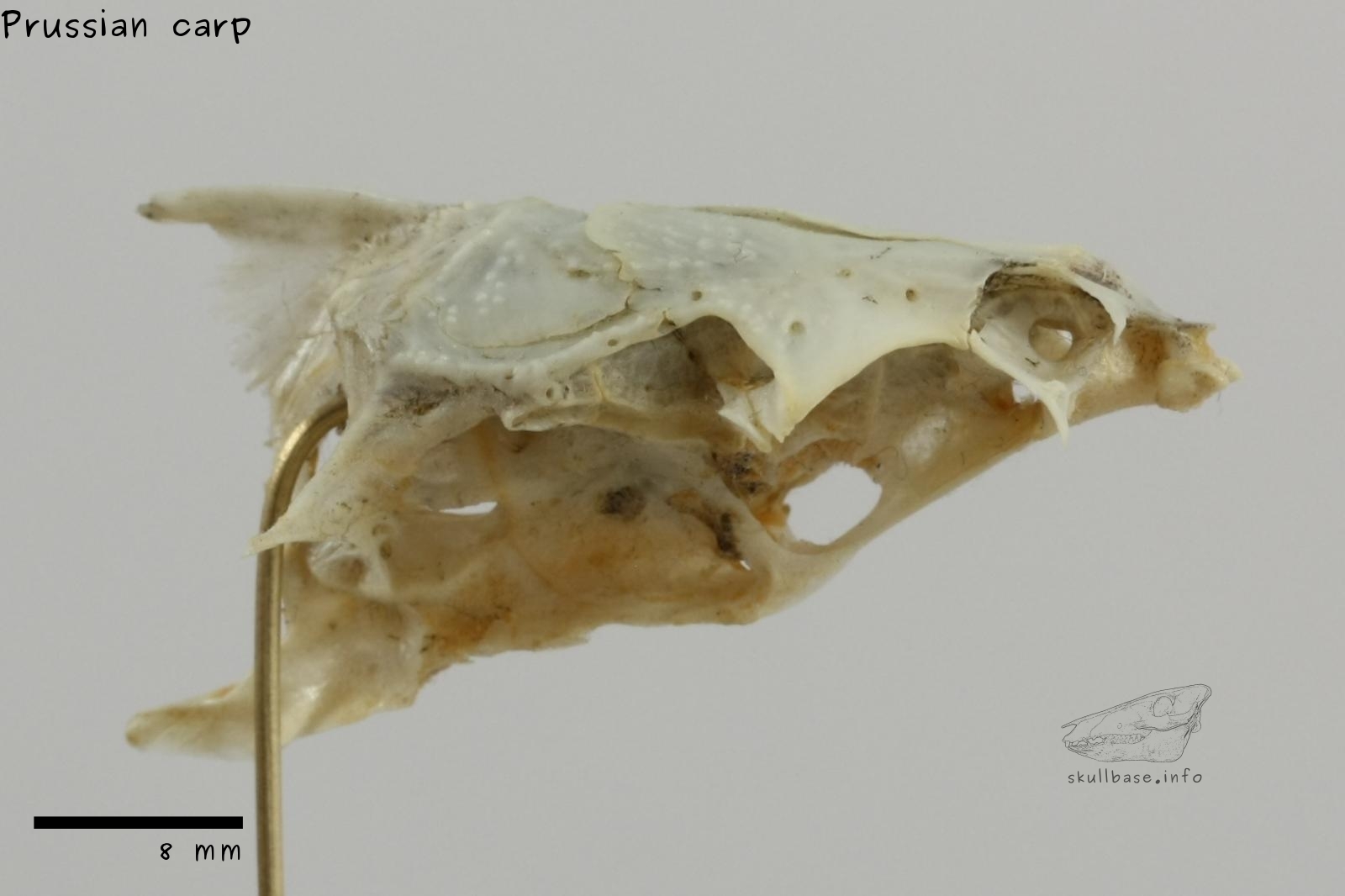 Prussian carp (Carassius gibelio) neurocranium lateral view