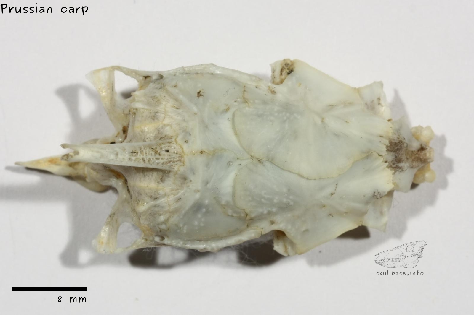 Prussian carp (Carassius gibelio) neurocranium dorsal view