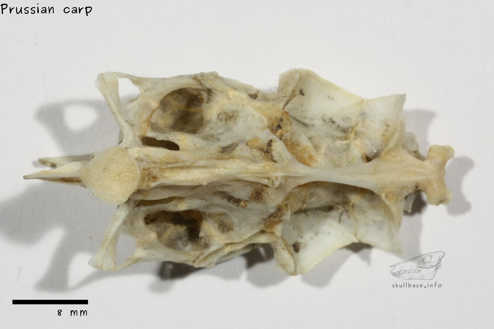 Prussian carp (Carassius gibelio) neurocranium ventral view