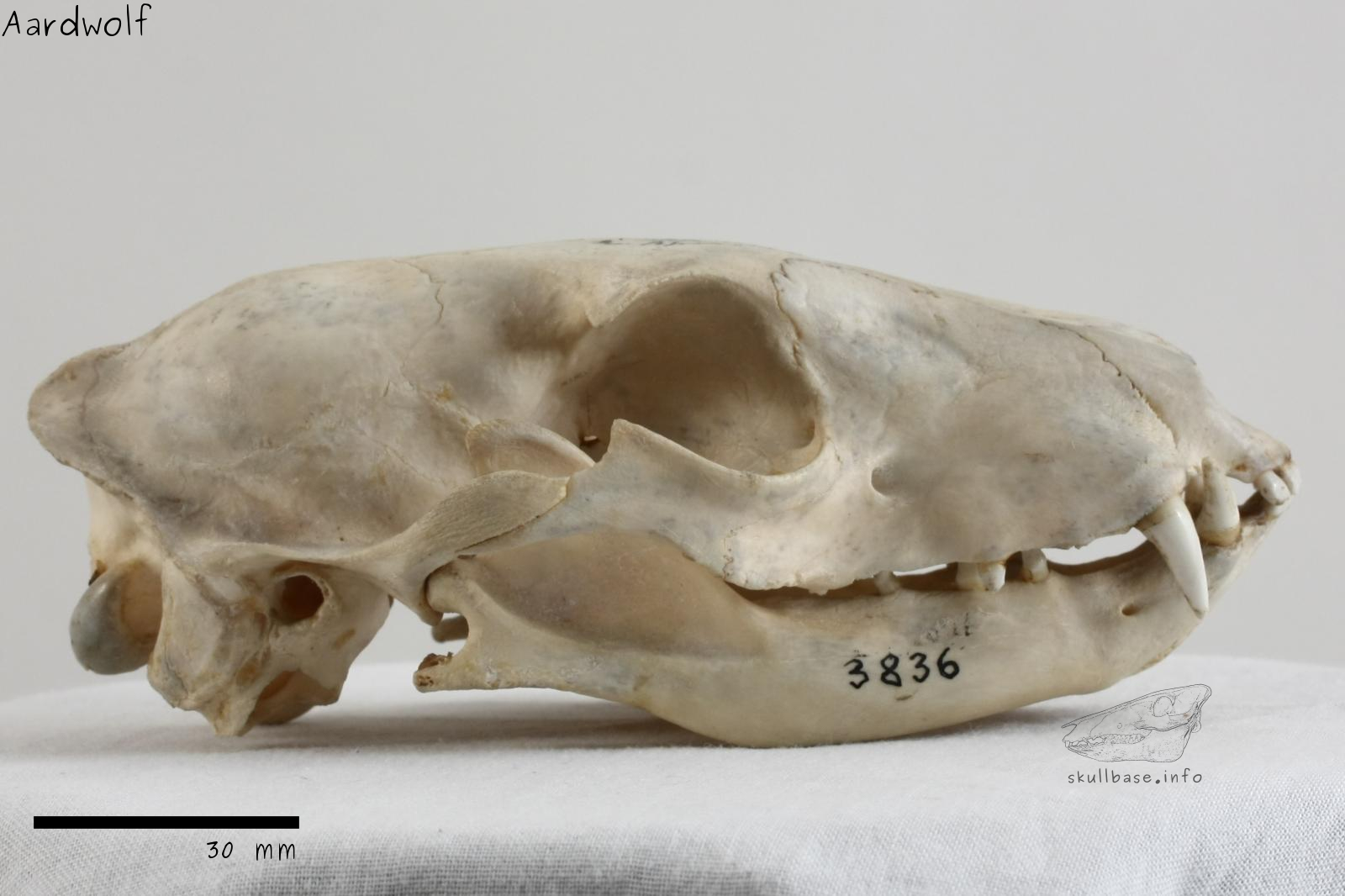 Aardwolf (Proteles cristata) skull lateral view