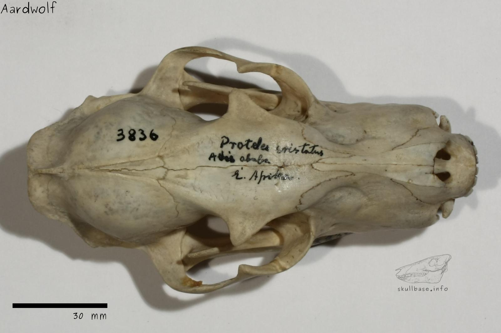 Aardwolf (Proteles cristata) skull dorsal view
