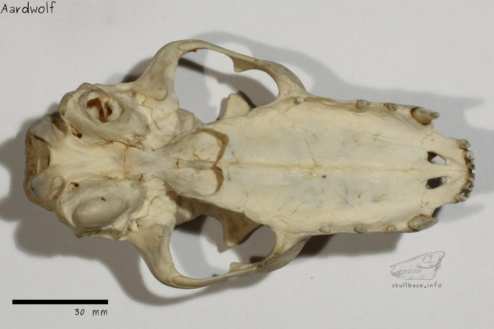 Aardwolf (Proteles cristata) skull ventral view