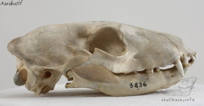 Aardwolf (Proteles cristata) skull