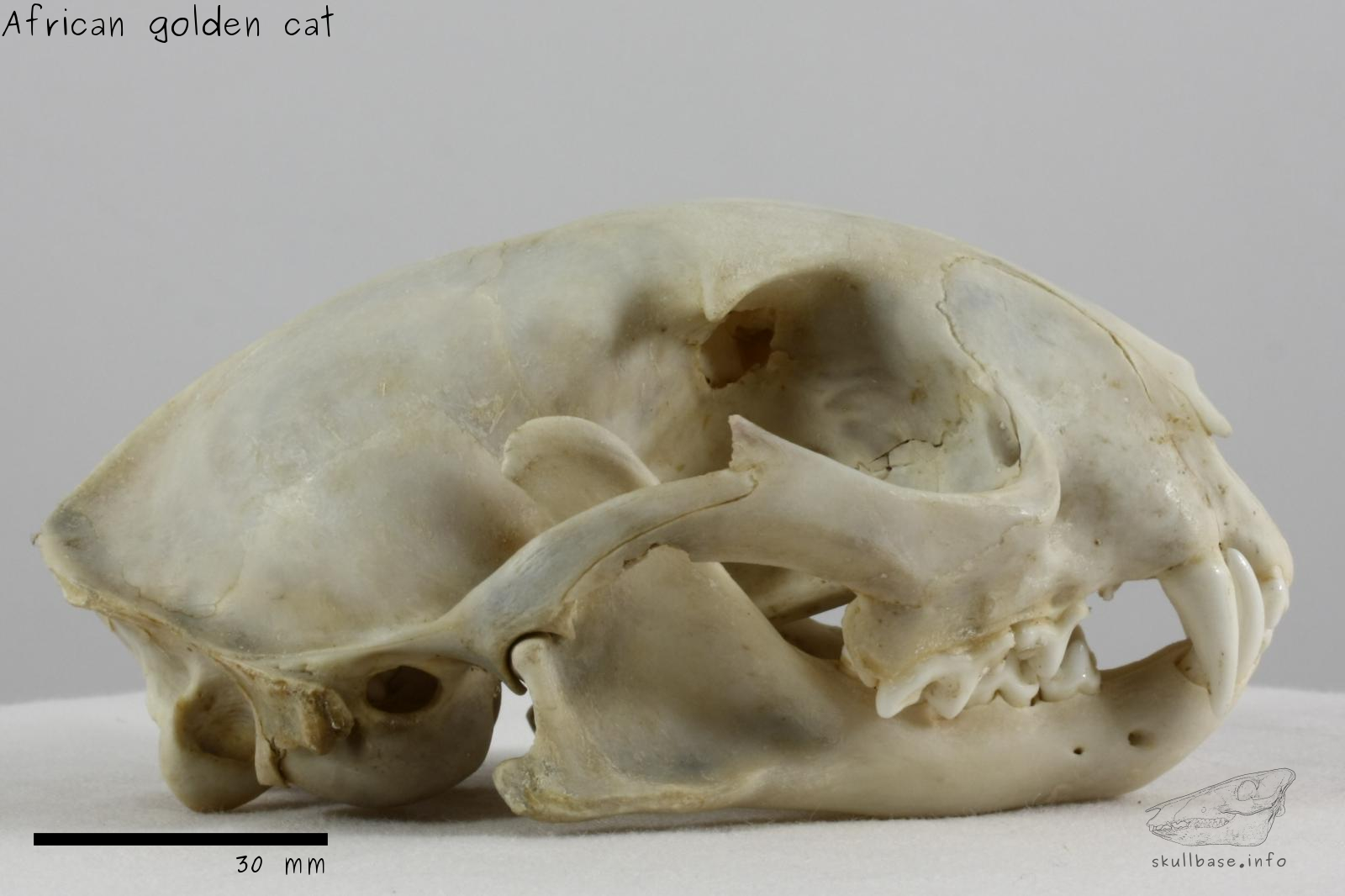 African golden cat (Caracal aurata) skull lateral view