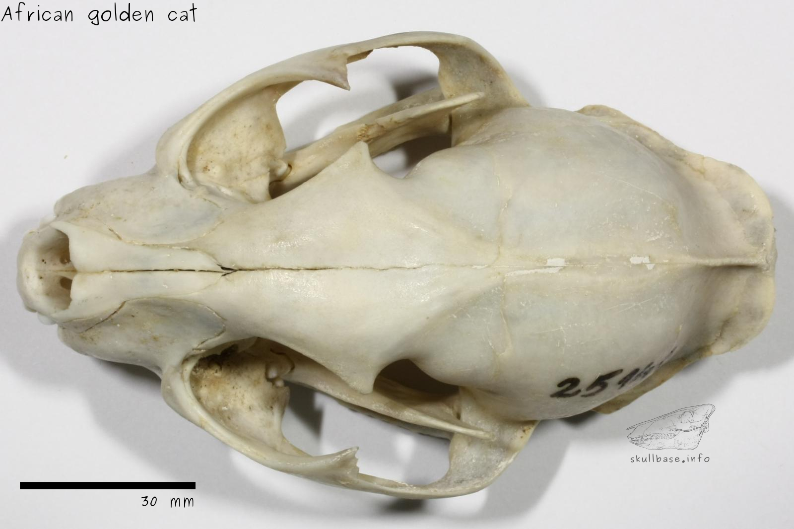 African golden cat (Caracal aurata) skull dorsal view