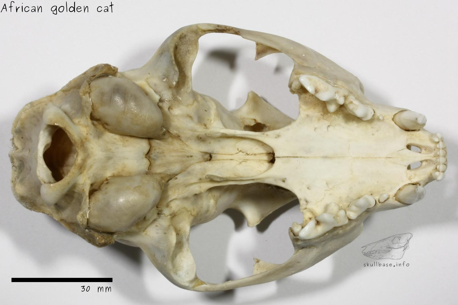 African golden cat (Caracal aurata) skull ventral view