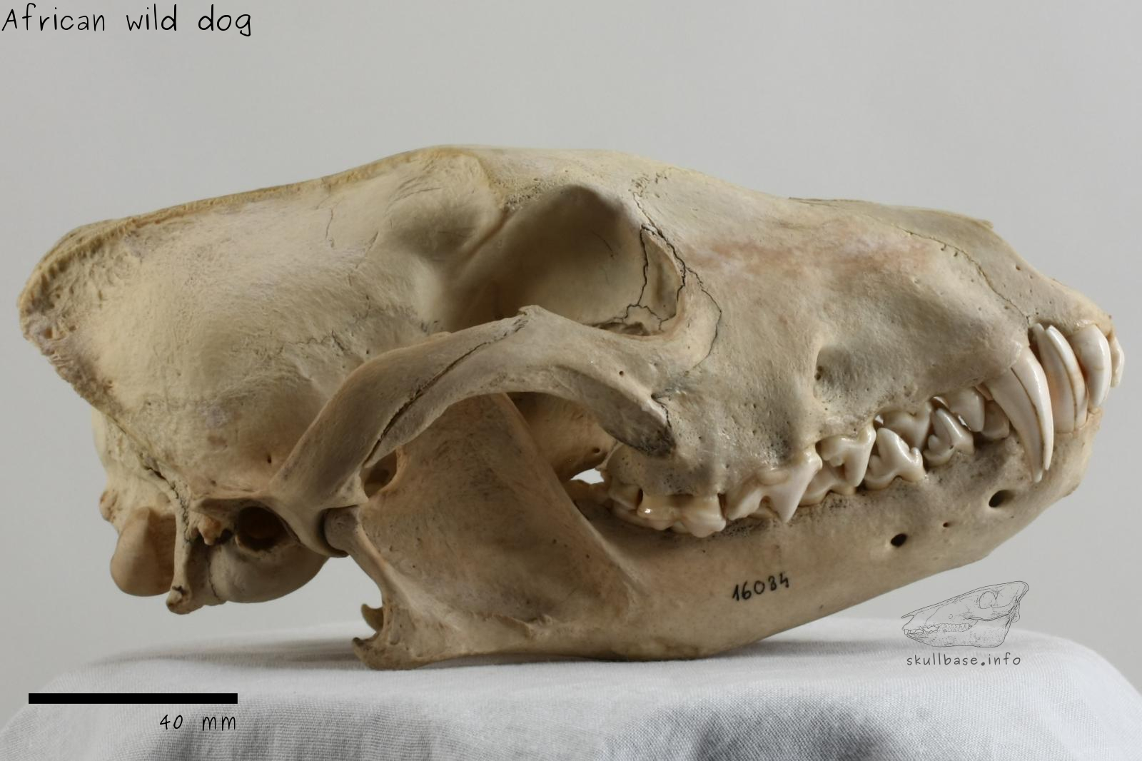 African wild dog (Lycaon pictus) skull lateral view