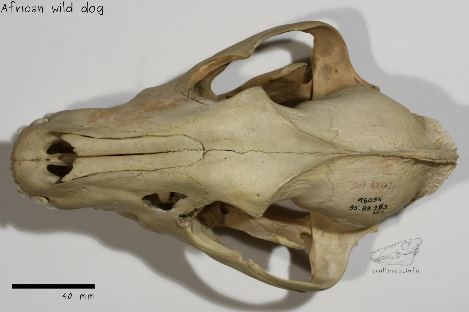 African wild dog (Lycaon pictus) skull dorsal view