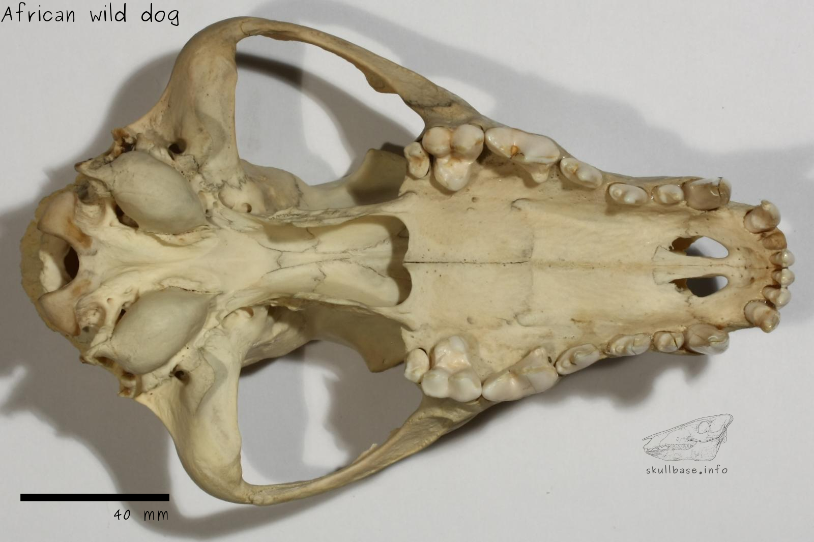African wild dog (Lycaon pictus) skull ventral view